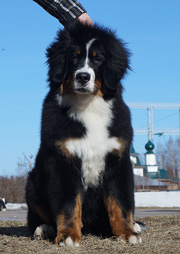 MILLENIUM STAR MACKENZI