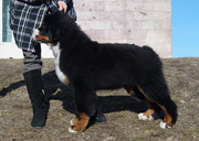 MILLENIUM STAR MACKENZI