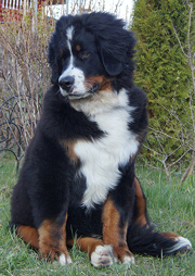 MILLENIUM STAR MACKENZI
