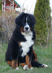 MILLENIUM STAR MACKENZI