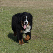 MILLENIUM STAR MACKENZI