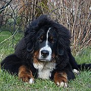 MILLENIUM STAR MACKENZI