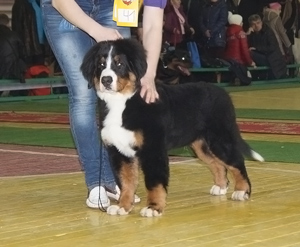 Zoltan Alpiu Slenis