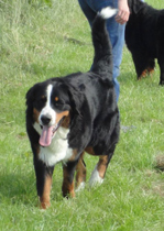 MILLENIUM STAR J'ADORE DIOR AT PASTUREGREEN