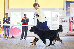 MILLENIUM STAR ESTEFANA ELBERTINA