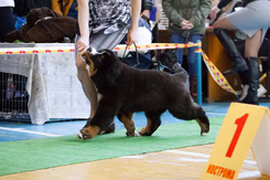 FORTDOG'YAR KARMELO