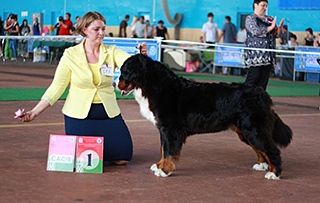 MILLENIUM STAR ESTEFANA ELBERTINA 