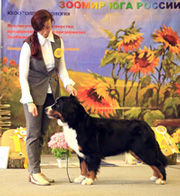 MILLENIUM STAR ZIVA MY DIVA