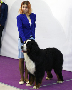MILLENIUM STAR MACKENZI