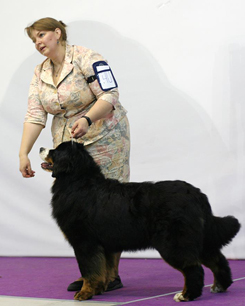 MILLENIUM STAR MACKENZI