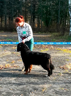 MILLENIUM STAR MACKENZI