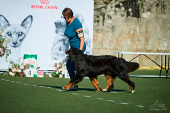 MILLENIUM STAR FERRARI GREAT FINAL
