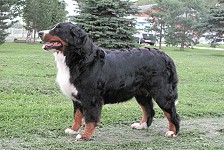 Dyurbahler Earl Grey