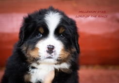 MILLENIUM STAR