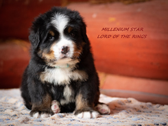 MILLENIUM STAR