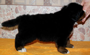 MILLENIUM STAR MACKENZI