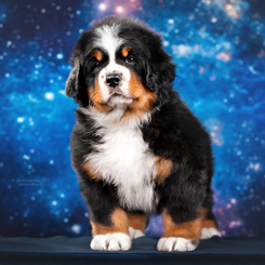 MILLENIUM STAR