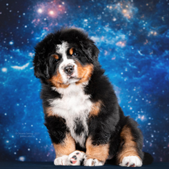 MILLENIUM STAR