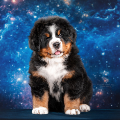MILLENIUM STAR