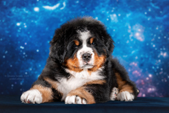 MILLENIUM STAR