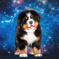MILLENIUM STAR