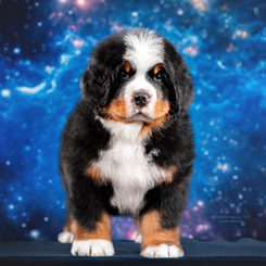 MILLENIUM STAR