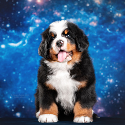 MILLENIUM STAR