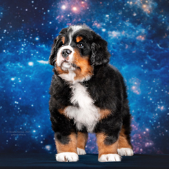 MILLENIUM STAR