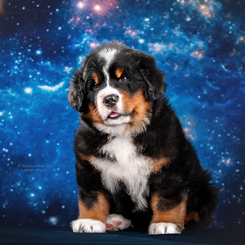 MILLENIUM STAR