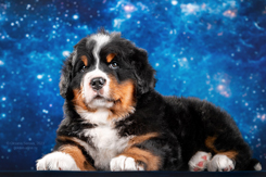 MILLENIUM STAR
