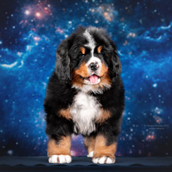 MILLENIUM STAR