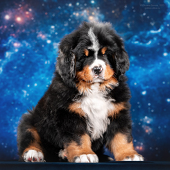 MILLENIUM STAR