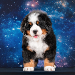 MILLENIUM STAR