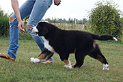 Zoltan Alpiu Slenis