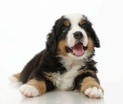 Millenium Star Ziva My Diva
